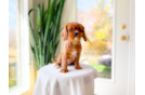 Cute Cavalier King Charles Spaniel Purebred Puppy