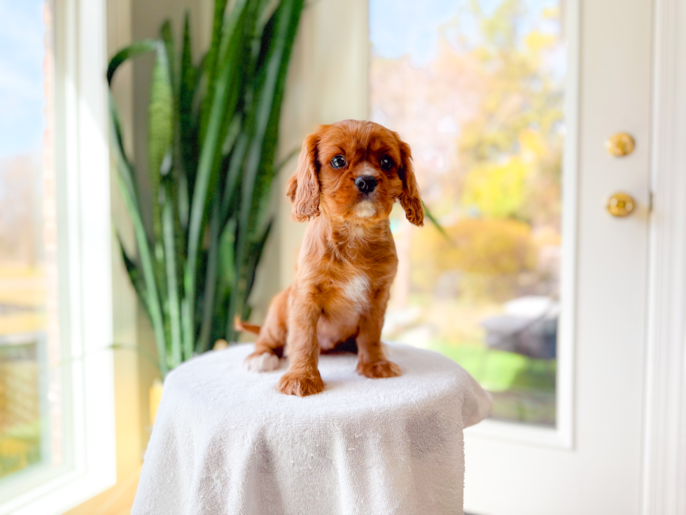 Cute Cavalier King Charles Spaniel Purebred Puppy