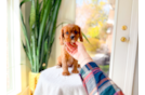 Best Cavalier King Charles Spaniel Baby