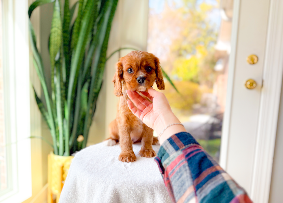 Best Cavalier King Charles Spaniel Baby