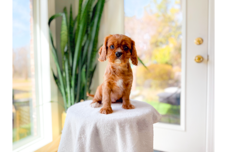 Cute Cavalier King Charles Spaniel Purebred Pup