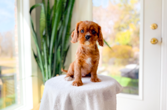Cute Cavalier King Charles Spaniel Purebred Pup