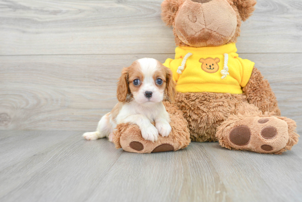 Cavalier King Charles Spaniel Pup Being Cute