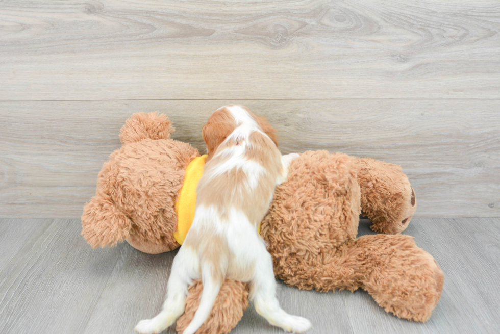 Small Cavalier King Charles Spaniel Purebred Pup