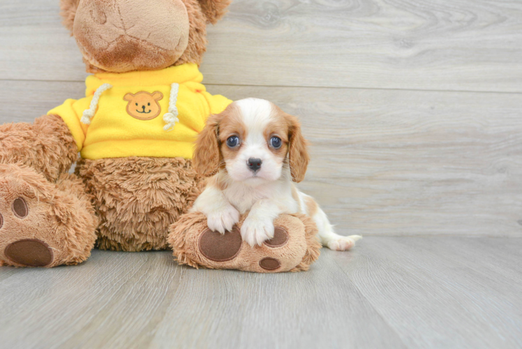 Cavalier King Charles Spaniel Pup Being Cute