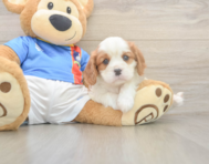 5 week old Cavalier King Charles Spaniel Puppy For Sale - Simply Southern Pups