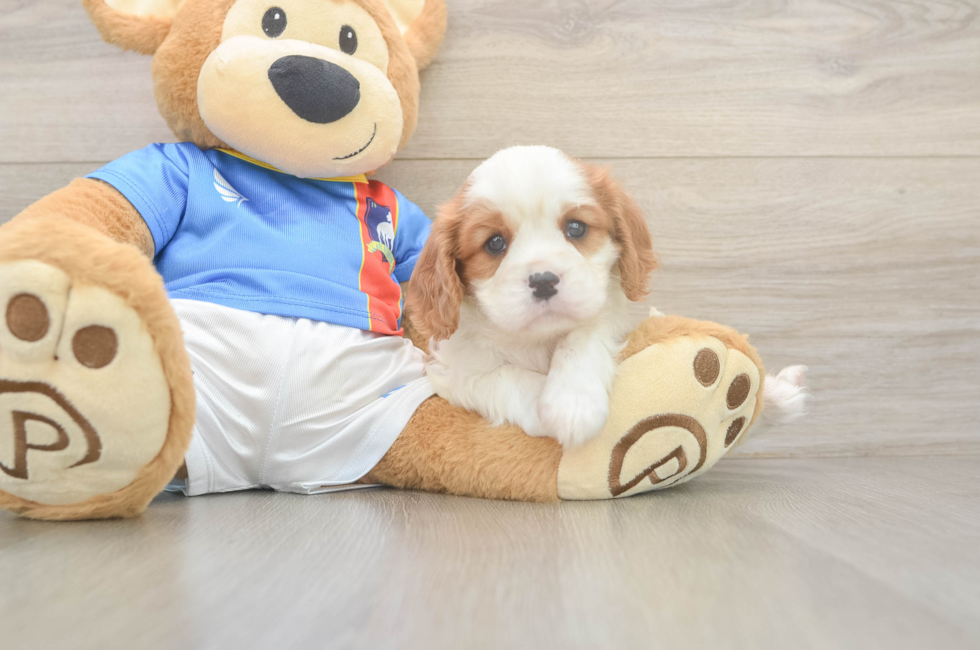 5 week old Cavalier King Charles Spaniel Puppy For Sale - Simply Southern Pups