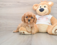 5 week old Cavalier King Charles Spaniel Puppy For Sale - Simply Southern Pups