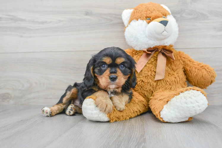 Cavalier King Charles Spaniel Puppy for Adoption