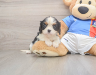 6 week old Cavalier King Charles Spaniel Puppy For Sale - Simply Southern Pups