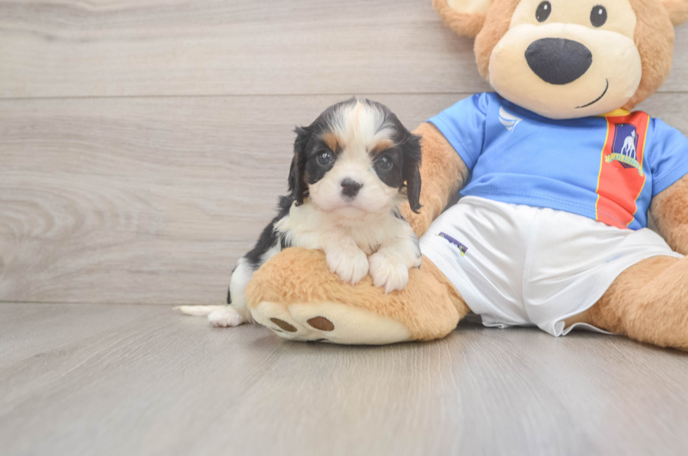 6 week old Cavalier King Charles Spaniel Puppy For Sale - Simply Southern Pups