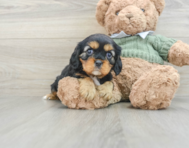 7 week old Cavalier King Charles Spaniel Puppy For Sale - Simply Southern Pups