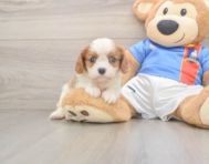 5 week old Cavalier King Charles Spaniel Puppy For Sale - Simply Southern Pups
