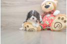 Best Cavalier King Charles Spaniel Baby