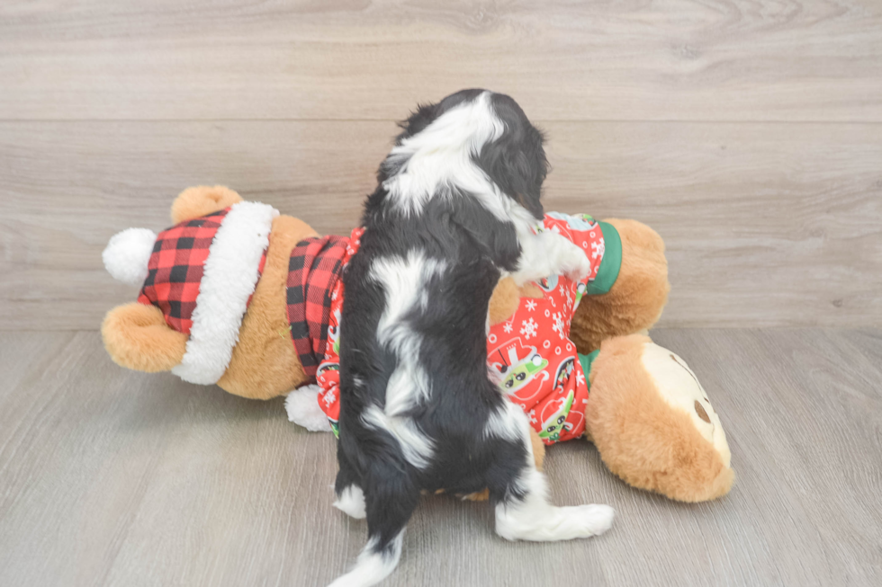 Cavalier King Charles Spaniel Puppy for Adoption