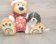 5 week old Cavalier King Charles Spaniel Puppy For Sale - Simply Southern Pups