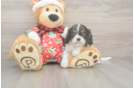 Popular Cavalier King Charles Spaniel Purebred Pup