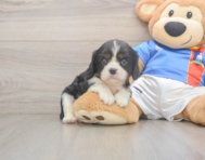 6 week old Cavalier King Charles Spaniel Puppy For Sale - Simply Southern Pups