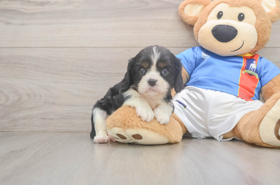 6 week old Cavalier King Charles Spaniel Puppy For Sale - Simply Southern Pups