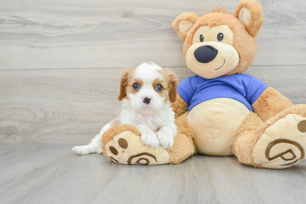 Cavalier King Charles Spaniel Puppy for Adoption