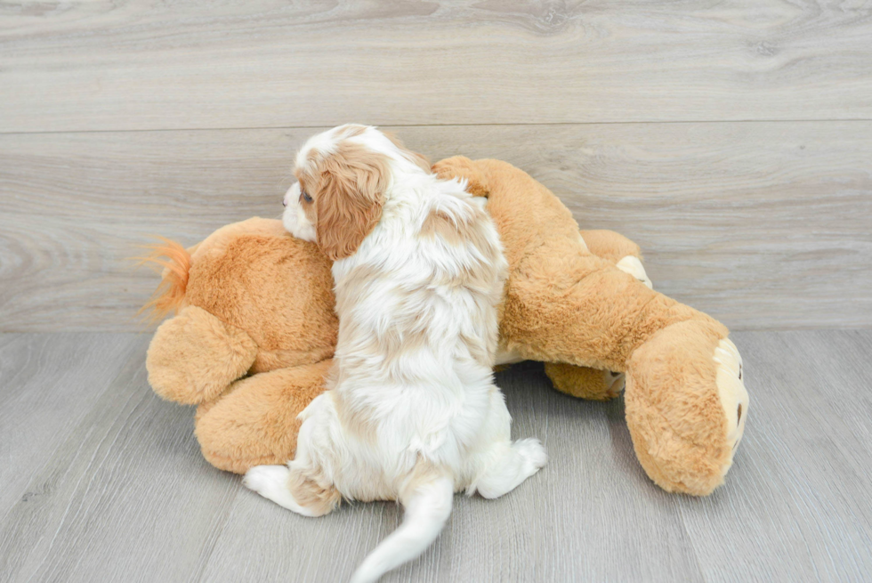 Smart Cavalier King Charles Spaniel Purebred Puppy