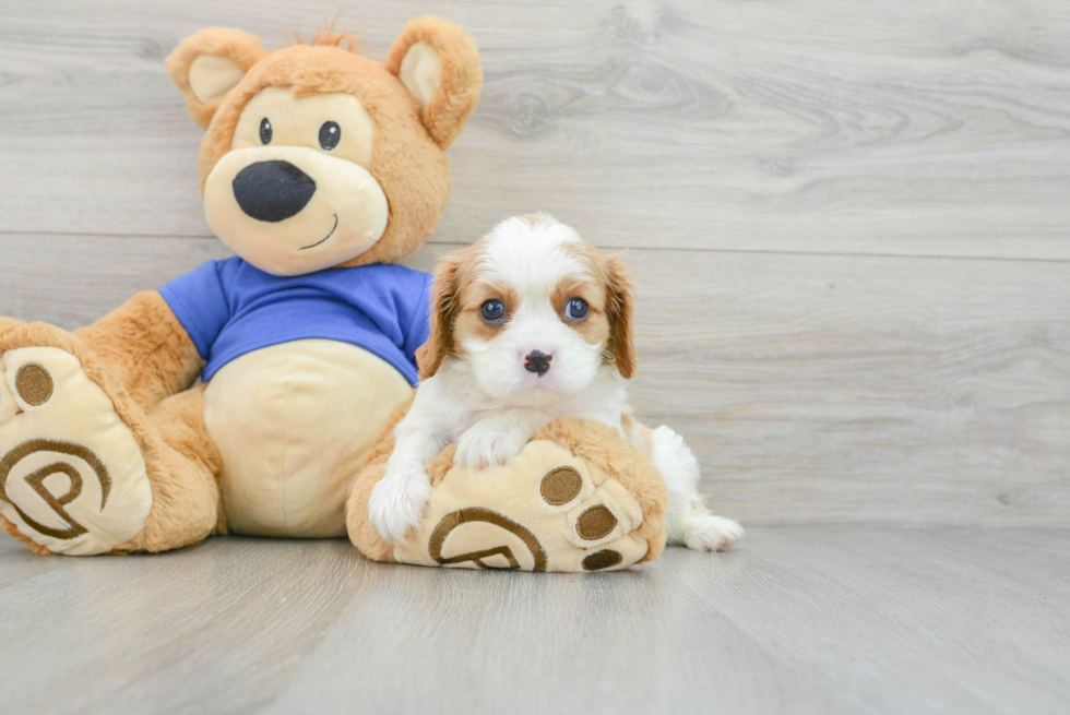 Petite Cavalier King Charles Spaniel Purebred Puppy