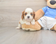 5 week old Cavalier King Charles Spaniel Puppy For Sale - Simply Southern Pups
