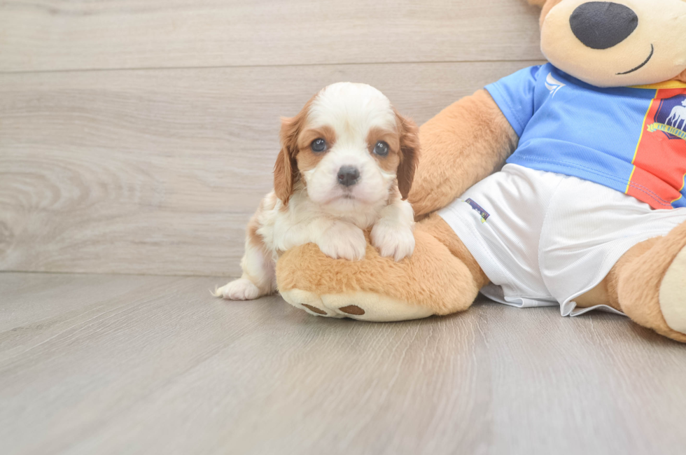 6 week old Cavalier King Charles Spaniel Puppy For Sale - Simply Southern Pups