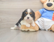 6 week old Cavalier King Charles Spaniel Puppy For Sale - Simply Southern Pups
