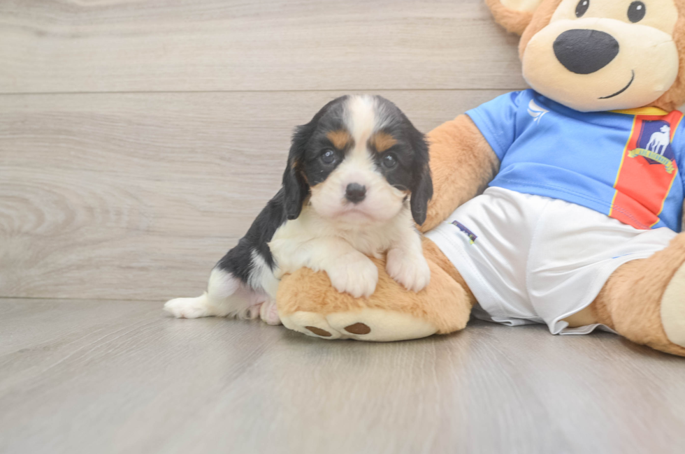 6 week old Cavalier King Charles Spaniel Puppy For Sale - Simply Southern Pups