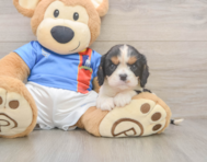 6 week old Cavalier King Charles Spaniel Puppy For Sale - Simply Southern Pups