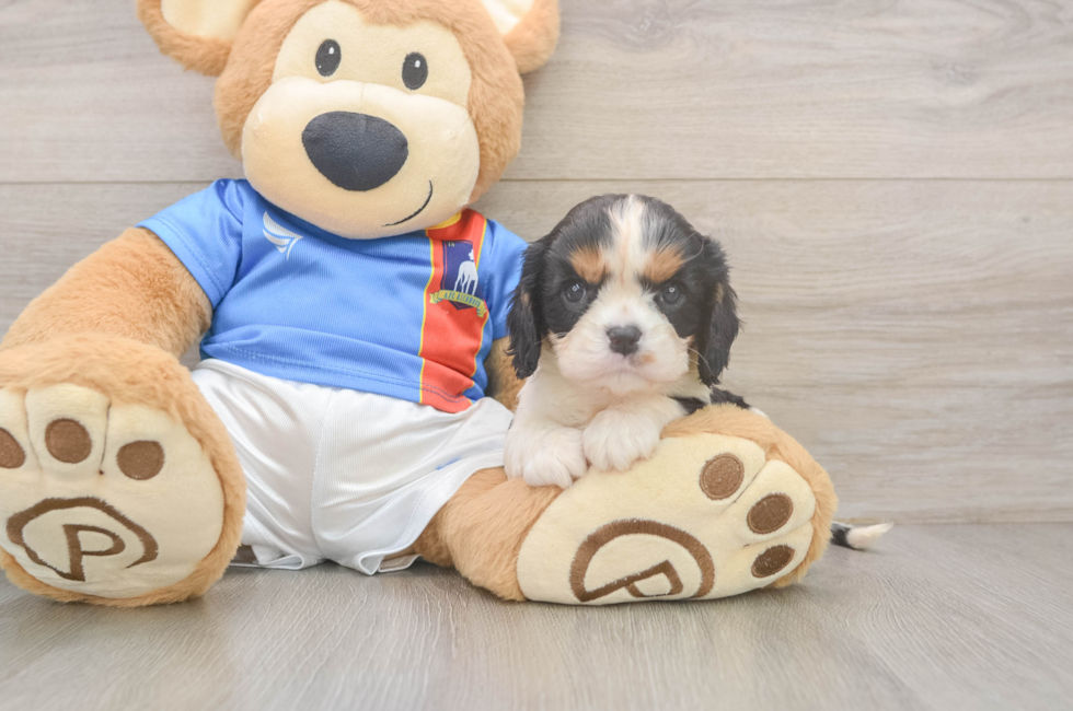 6 week old Cavalier King Charles Spaniel Puppy For Sale - Simply Southern Pups