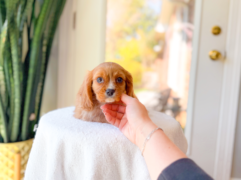Cavalier King Charles Spaniel Pup Being Cute