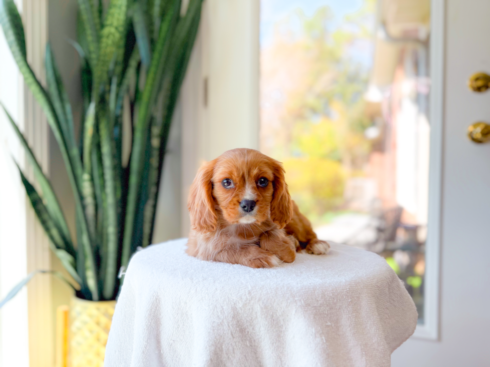 Cute Cavalier King Charles Spaniel Purebred Pup