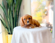 9 week old Cavalier King Charles Spaniel Puppy For Sale - Simply Southern Pups