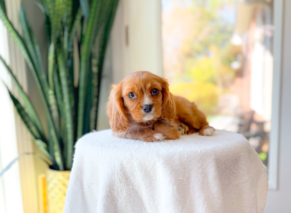 Cute Cavalier King Charles Spaniel Baby