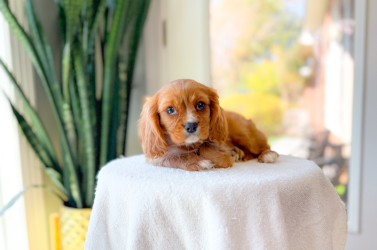 Cute Cavalier King Charles Spaniel Baby
