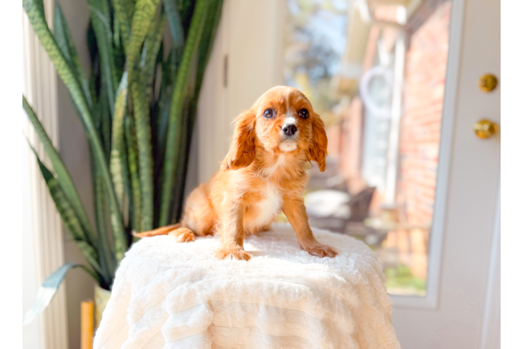 Cute Cavalier King Charles Spaniel Purebred Puppy