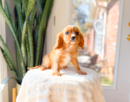 10 week old Cavalier King Charles Spaniel Puppy For Sale - Simply Southern Pups