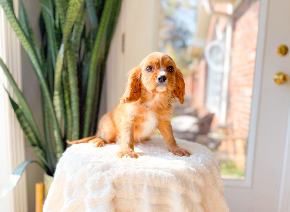 Cute Cavalier King Charles Spaniel Purebred Puppy