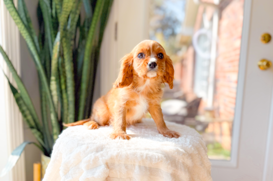 Cute Cavalier King Charles Spaniel Purebred Puppy