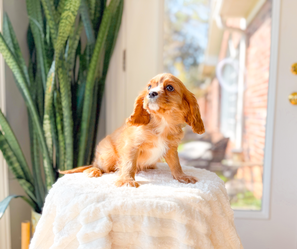 Cute Cavalier King Charles Spaniel Purebred Pup