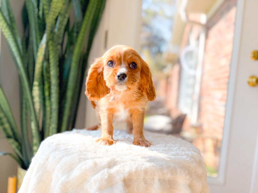 Cute Cavalier King Charles Spaniel Baby