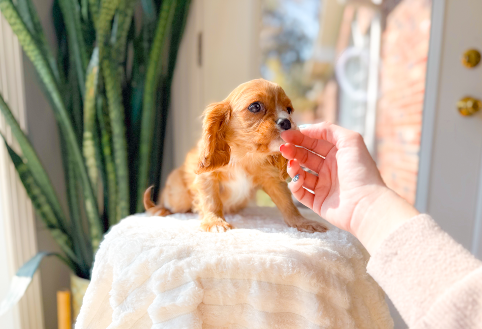 Cavalier King Charles Spaniel Pup Being Cute