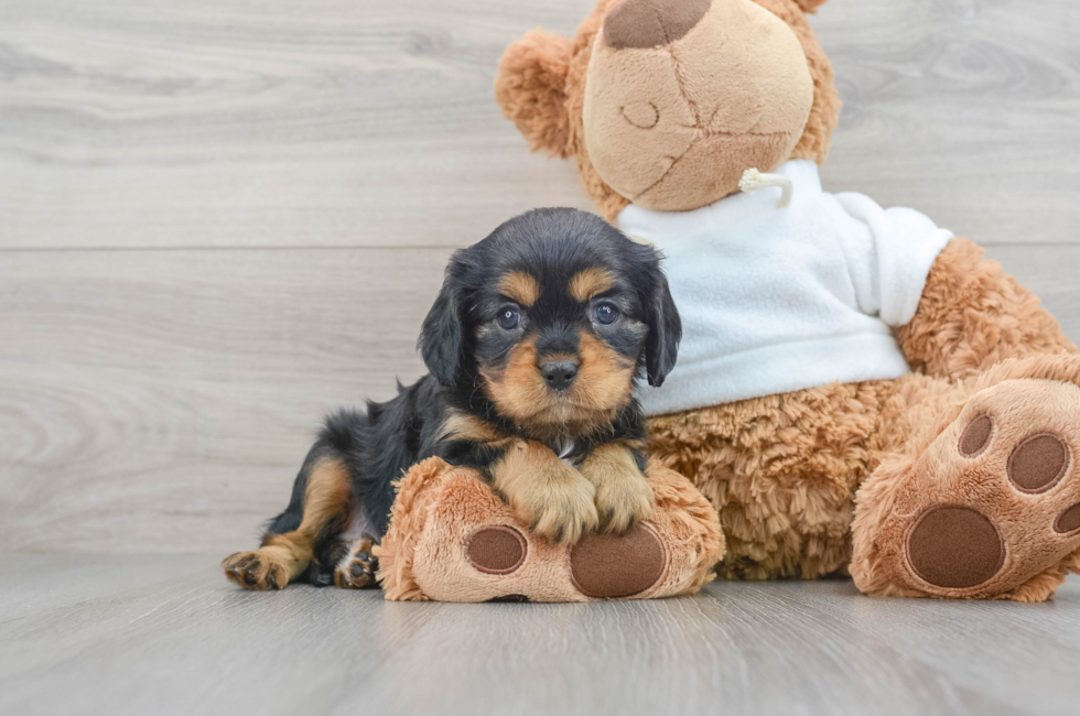 Cavalier King Charles Puppies for Sale - Simply Southern Pups