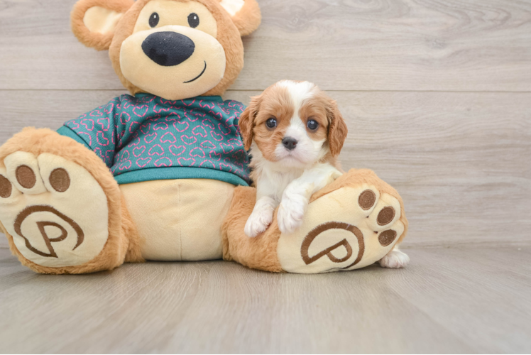Hypoallergenic Cavalier King Charles Spaniel Purebred Pup