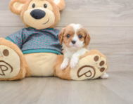 5 week old Cavalier King Charles Spaniel Puppy For Sale - Simply Southern Pups
