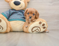 5 week old Cavalier King Charles Spaniel Puppy For Sale - Simply Southern Pups