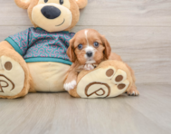 5 week old Cavalier King Charles Spaniel Puppy For Sale - Simply Southern Pups