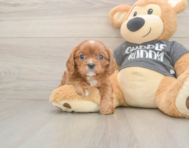 5 week old Cavalier King Charles Spaniel Puppy For Sale - Simply Southern Pups